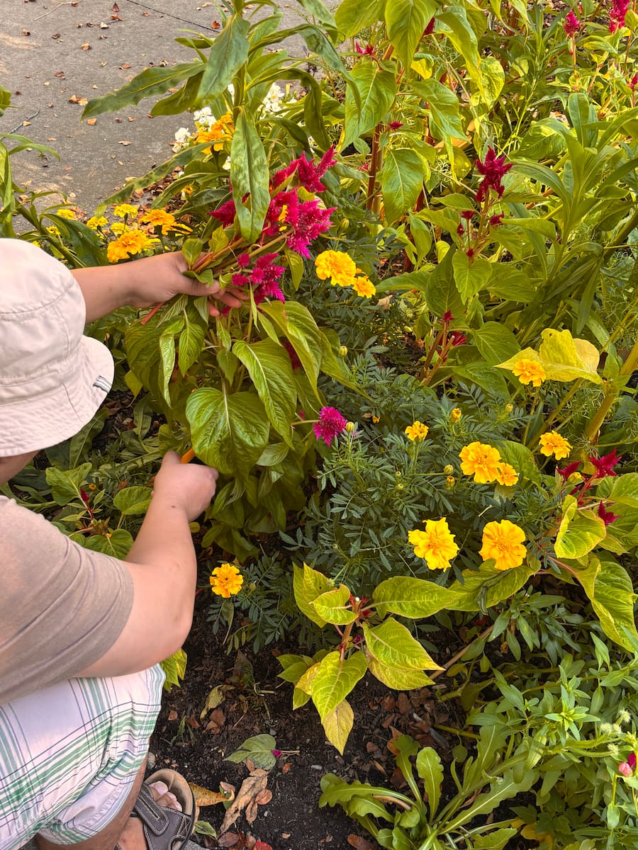 A person works planting bright flowers in a vibrant garden.